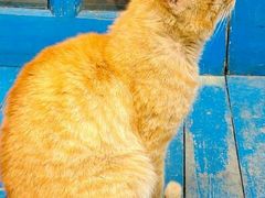 android_upload_pic-Sirena海妖日咖夜酒