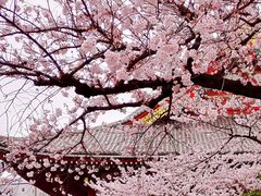 -浅草寺