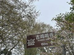 -鸡鸣赐茶(鸡鸣寺路店)