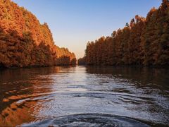 -上海海湾国家森林公园