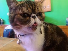 -李小姐の猫咖啡馆(五角场店)