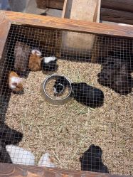 -酷嗒动物文化乐园(cutezoo西溪乐天城店)