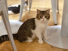 -Cappucimeow猫咪咖啡馆(韦伯时代店)