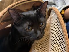 -爱妮康宠物医院·干细胞免疫细胞·肿瘤·心脏(张江店)