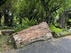 -云南勐巴娜西珍奇园
