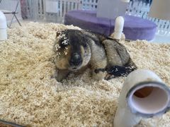 -怪兽屋·羊驼·猫咖·狗咖(俊华广场店)