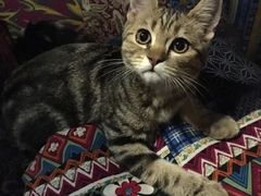 -壹六猫窝(谷德店)