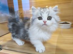 -猫十亿·布偶金渐层·曼基康矮脚猫舍(青年路店)