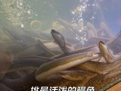-本炙炭烤·蒲烧活鳗料理店(金沙洲店)