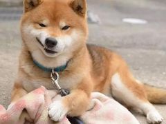 -糯米卷