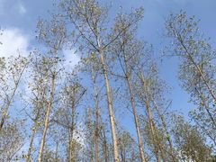 -黄海国家森林公园