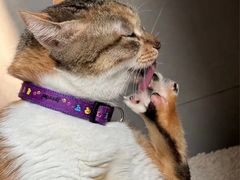 -伟伟宠物医院·CT影像中心·瑞派犬猫综合性门诊(汉口总院)