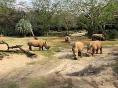 -奥兰多迪士尼动物王国乐园