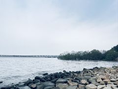 -宝安西湾红树林湿地公园