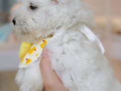 -翊宠yipet猫狗购宠庄园