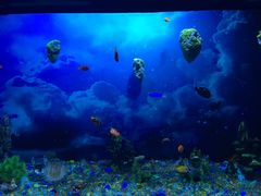 -芜湖新华联大白鲸海洋公园