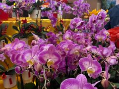 -越秀西湖花市(广州城市广场花卉店)
