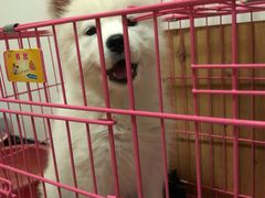 -翊宠yipet猫狗购宠庄园犬舍•猫舍