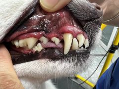 -宠福鑫康馨动物医院·骨科·眼科