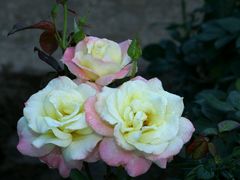 -人民公园(罗湖区)