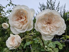 -胡安之家烤肉馆