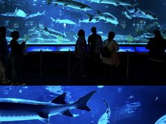 -太平洋海底世界