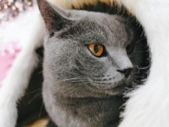 -藏猫猫咖啡主题馆(中央大道店)