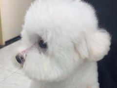 -安安宠医宠物医院·异宠·犬猫内科(岳阳分院)