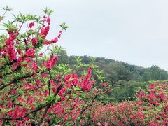 -南国桃园旅游度假区