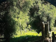 -武陵山森林公园