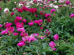 -长春公园(普阳街道)