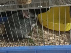 -瑞派·关忠动物医院·异宠专科·犬猫肿瘤·皮肤专科(望京店)