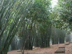 -潜山国家森林公园