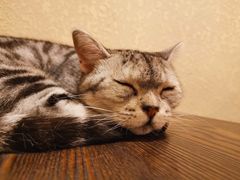 -猫友咖啡店(玉林西路店)