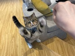 -啵啵喵·猫咖(攀华国际店)