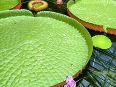 -国家植物园南园