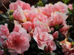 iphone_upload_pic-胡里山炮台