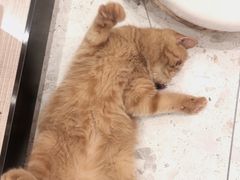 -飞行喵MR PILOT|猫舍·猫咖(静安大融城店)