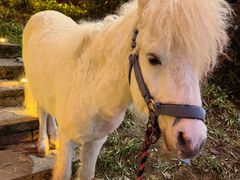-巴倒烫陆派火锅山庄(南山总店)