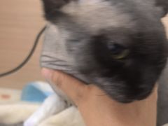 -达爱动物医院·犬猫分区·CT·复杂眼科(远洋山水分院)