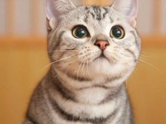 -纳吉亚猫专科动物诊疗中心(蒋宅口分院)