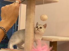 -猫咪派对(江南西店)