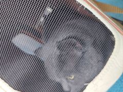 -创凡宠物医院·骨专科  猫科中心(西乡分院)