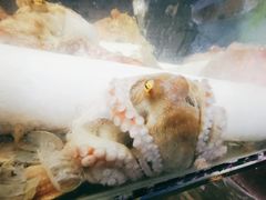 -明记海鲜大排档(巽寮湾店)