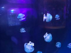 -左海海底世界