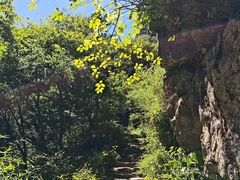 -天目山大树王景区