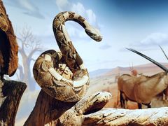 -陕西自然博物馆