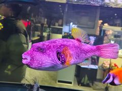-苏州艺都古玩花鸟市场