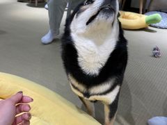-逗柴咖啡屋·狗咖猫咖宠物桌游