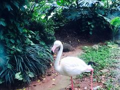 -火烈鸟餐厅